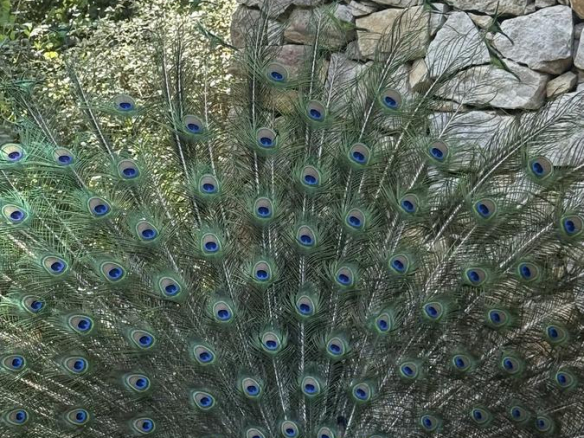 Alquiler Cariló Casa 5 dormitorios Moderna en el Bosque