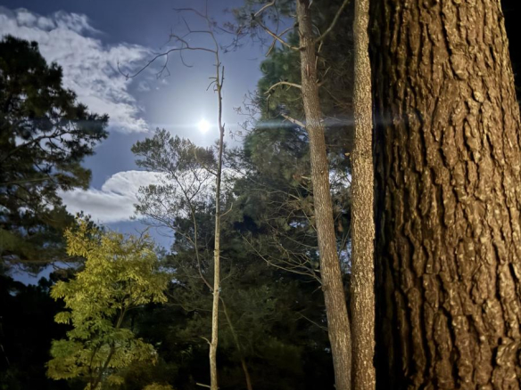 Alquiler Cariló Casa 5 dormitorios Moderna en el Bosque