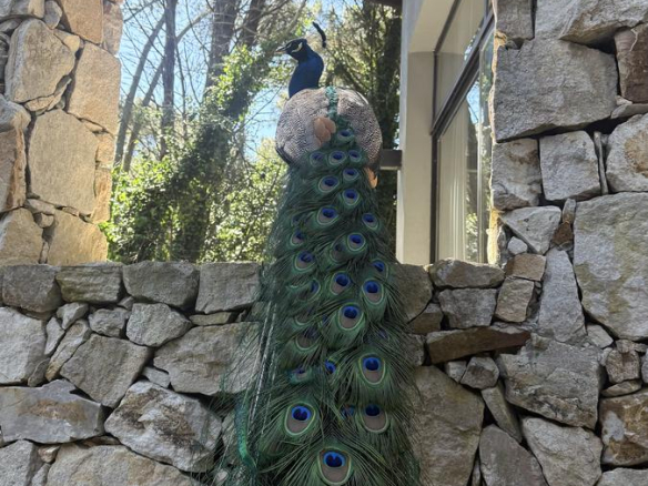 Alquiler Cariló Casa 5 dormitorios Moderna en el Bosque