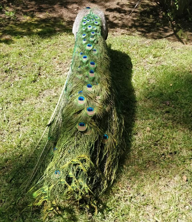 Alquiler Cariló Casa 5 dormitorios Moderna en el Bosque