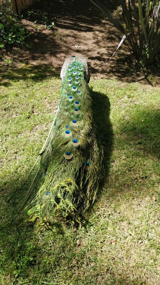 Alquiler Cariló Casa 5 dormitorios Moderna en el Bosque